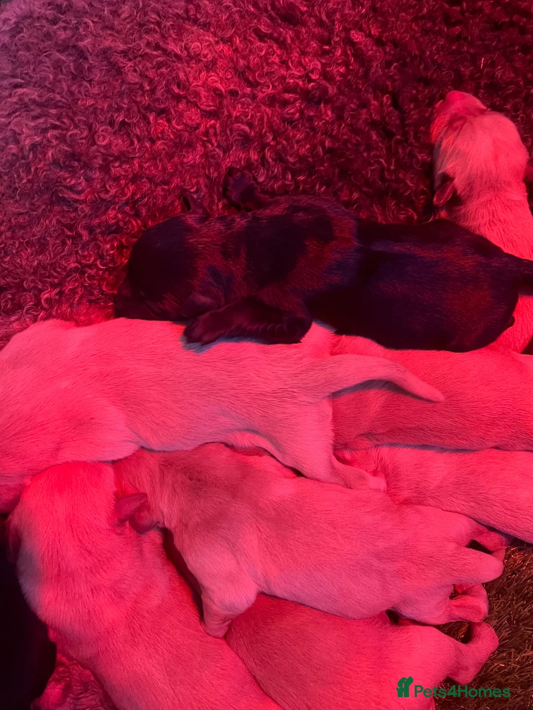 Labradoodle dogs for sale: Beautiful Labradoodle puppys - Advert 14