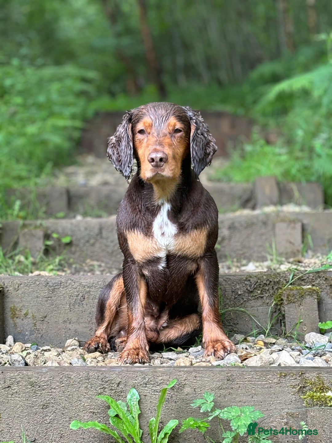 Cocker Spaniel dogs for stud: Cocker Spaniel stud  - Advert 12