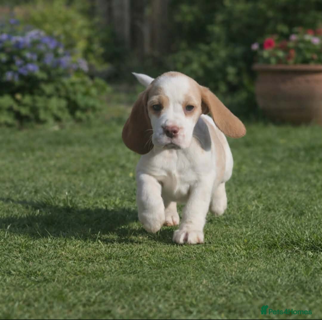 Beagle dogs KENNEL CLUB REGISTRED BEAGLE PUPPIES - Advert 5