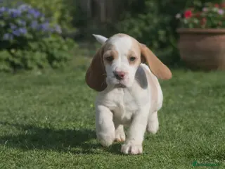 Beagle dogs KENNEL CLUB REGISTRED BEAGLE PUPPIES - Advert 5