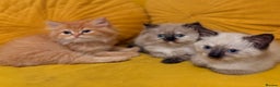 Mixed Breed cats for sale: Ragdoll X Persian kittens  - Advert 5