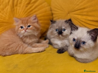 Mixed Breed cats Ragdoll X Persian kittens - Advert 18