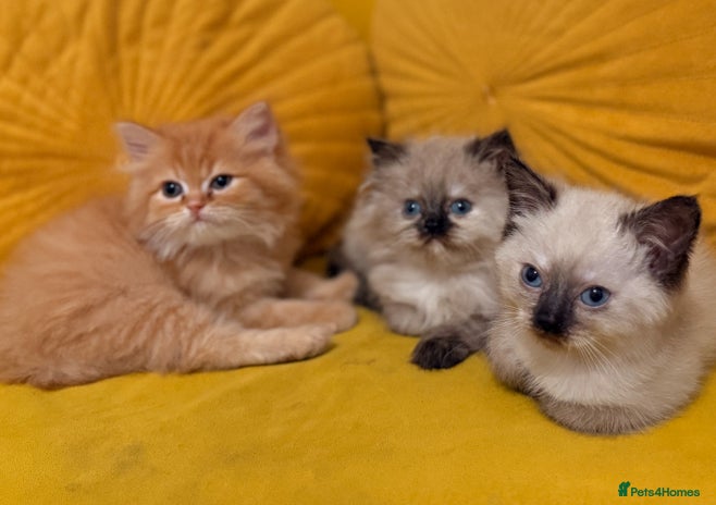Mixed Breed cats Ragdoll X Persian kittens - Advert 8