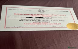 Presa Canario dogs for sale: Perro de presa canario - Advert 6