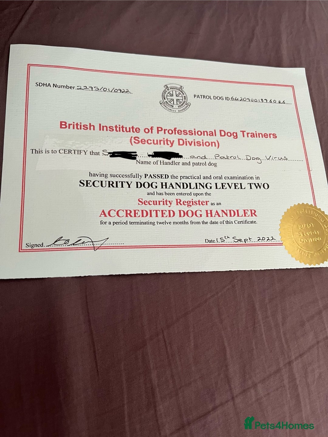 Presa Canario dogs for sale: Perro de presa canario - Advert 6