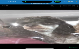 Miniature Poodle dogs for sale: Stunning miniature poodle - Image 4