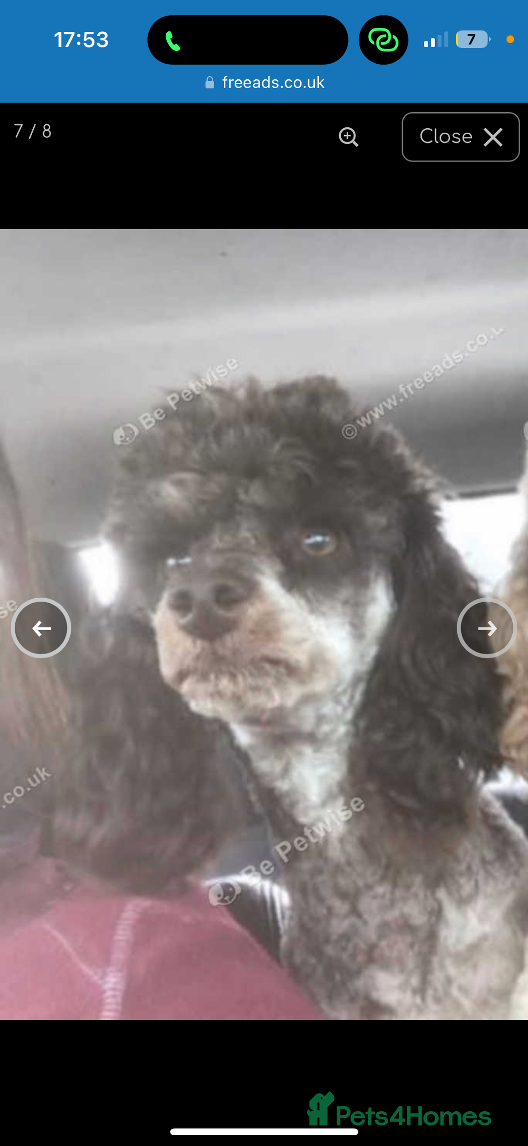 Miniature Poodle dogs for sale: Stunning miniature poodle - Image 4