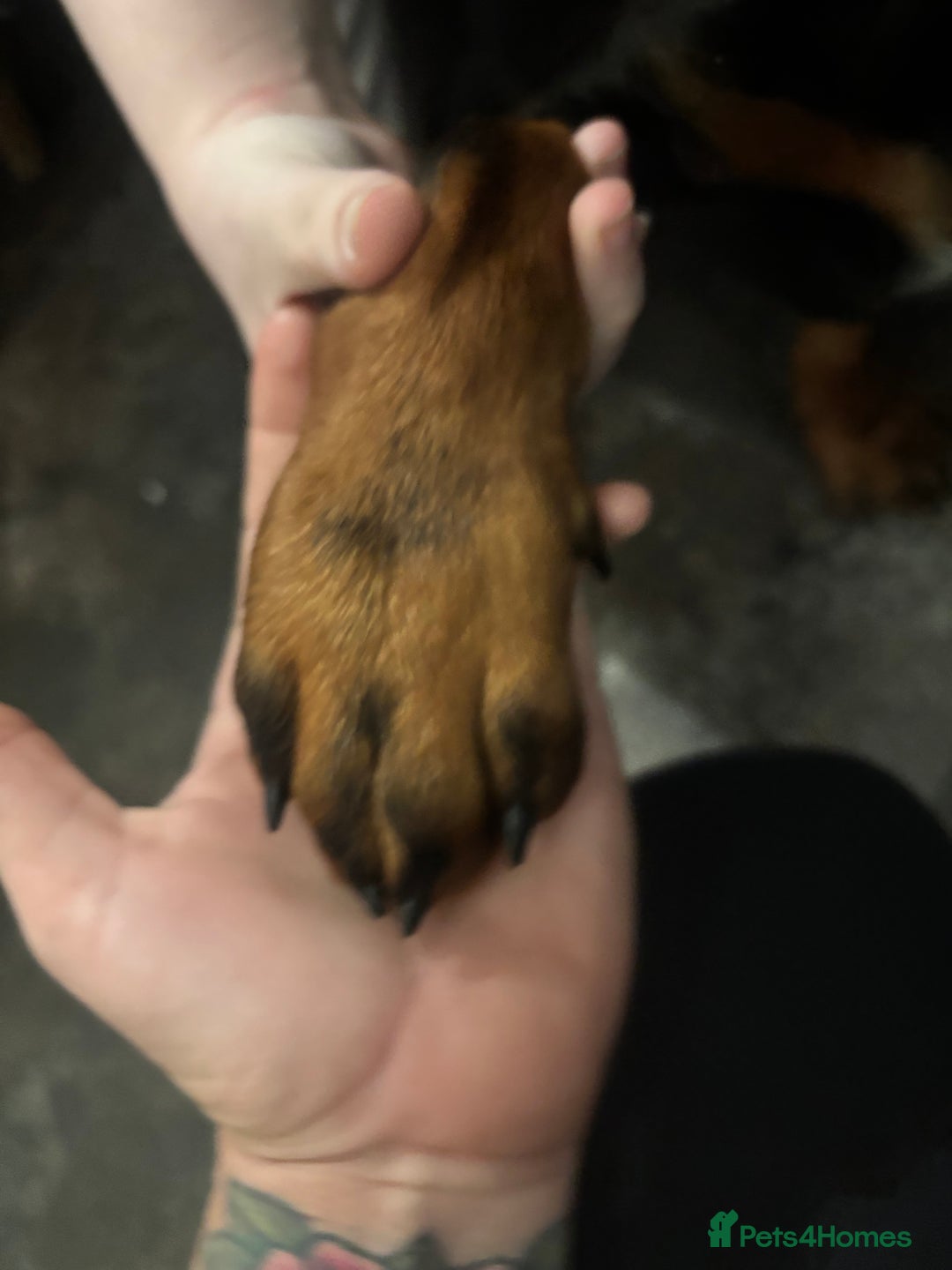 Mixed Breed dogs for sale: Rottie/ bloodhound mix - Image 3