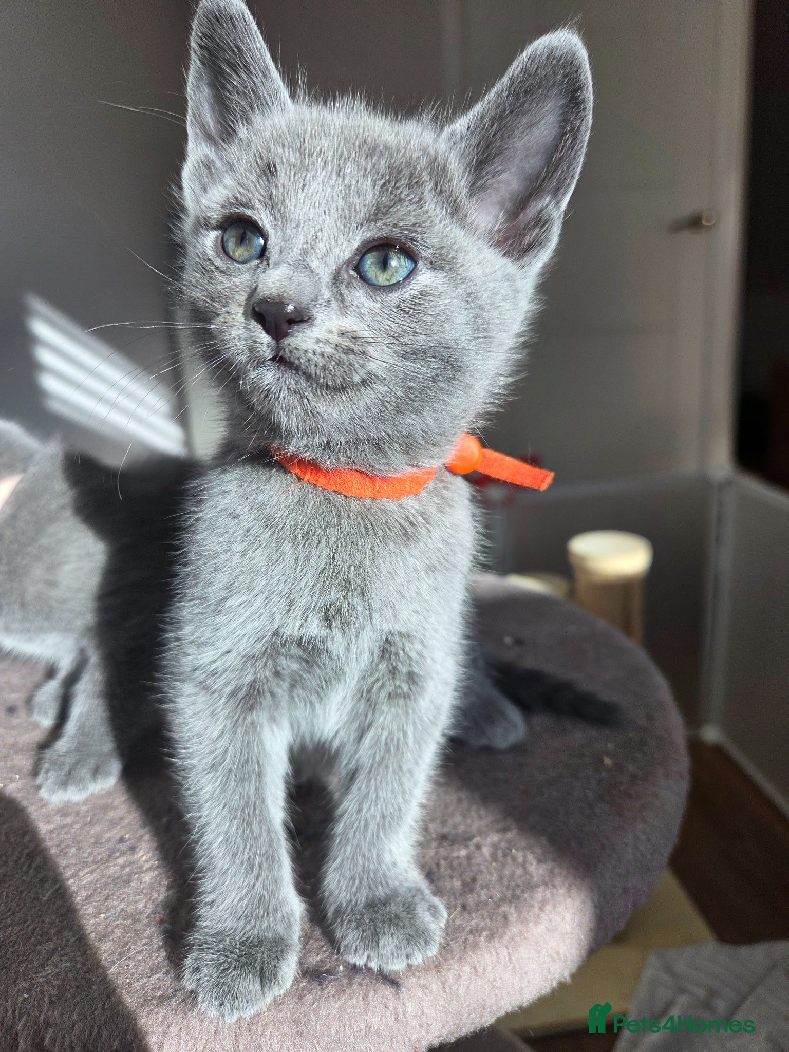 Russian Blue cats 💙  Russian Blue Kittens – Champion Line, TICA - Advert 3