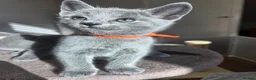 Russian Blue cats for sale: 💙  Russian Blue Kittens – Champion Line, TICA - Advert 16