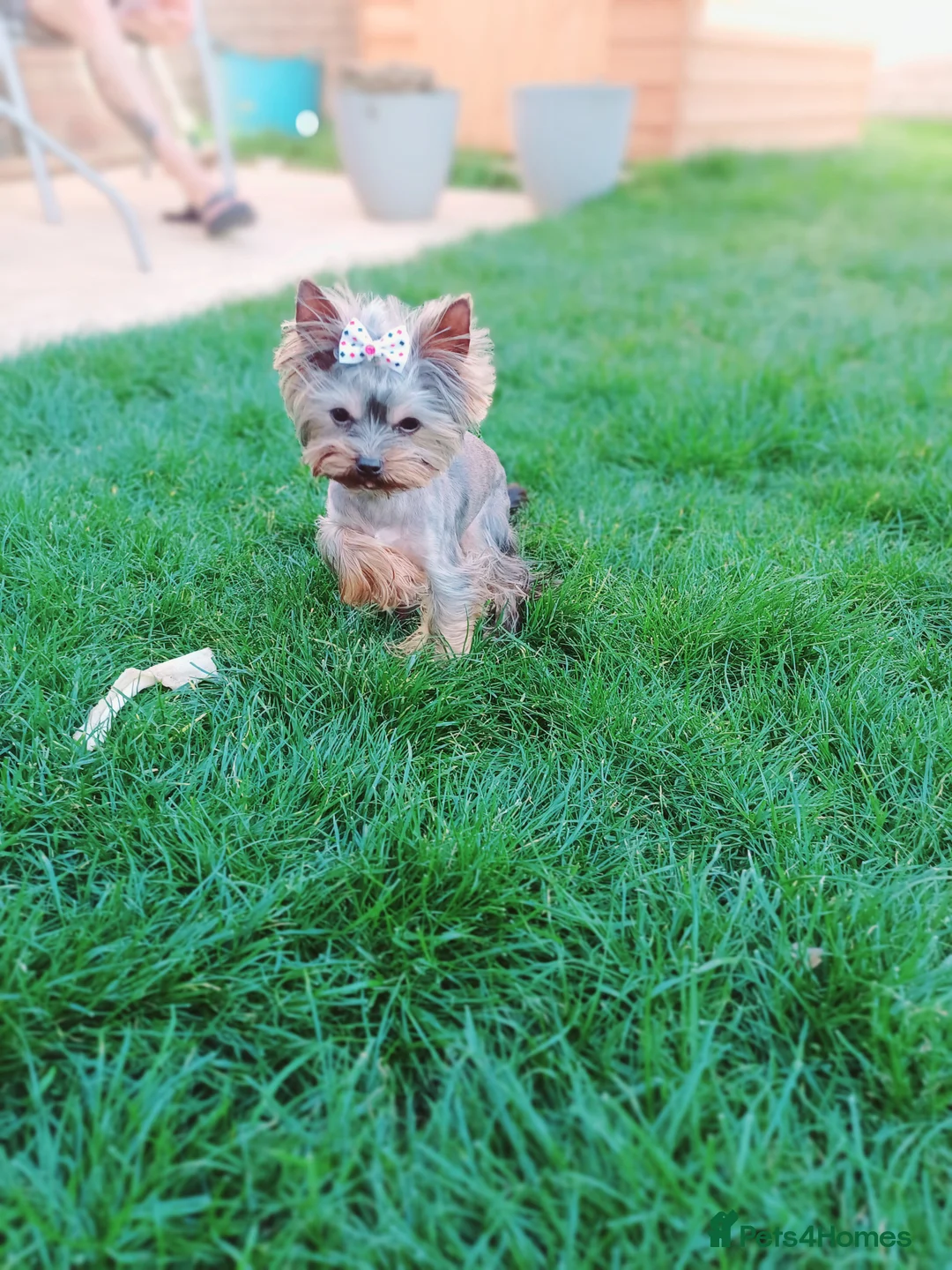 Yorkshire Terrier dogs for stud:  900grams !! The smallest cutest boy in Uk  in Bedford - Advert 23