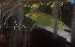 Budgerigars birds for sale: 4 budgies and extra large cage  - Image 2