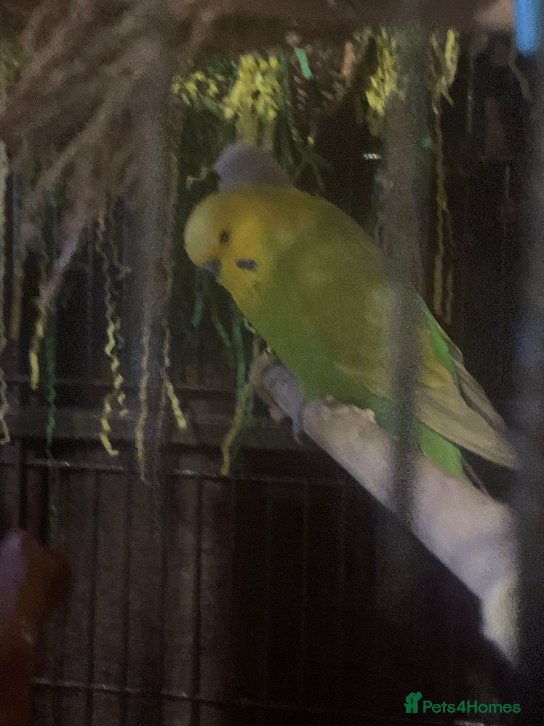 Budgerigars birds for sale: 4 budgies and extra large cage  - Image 2