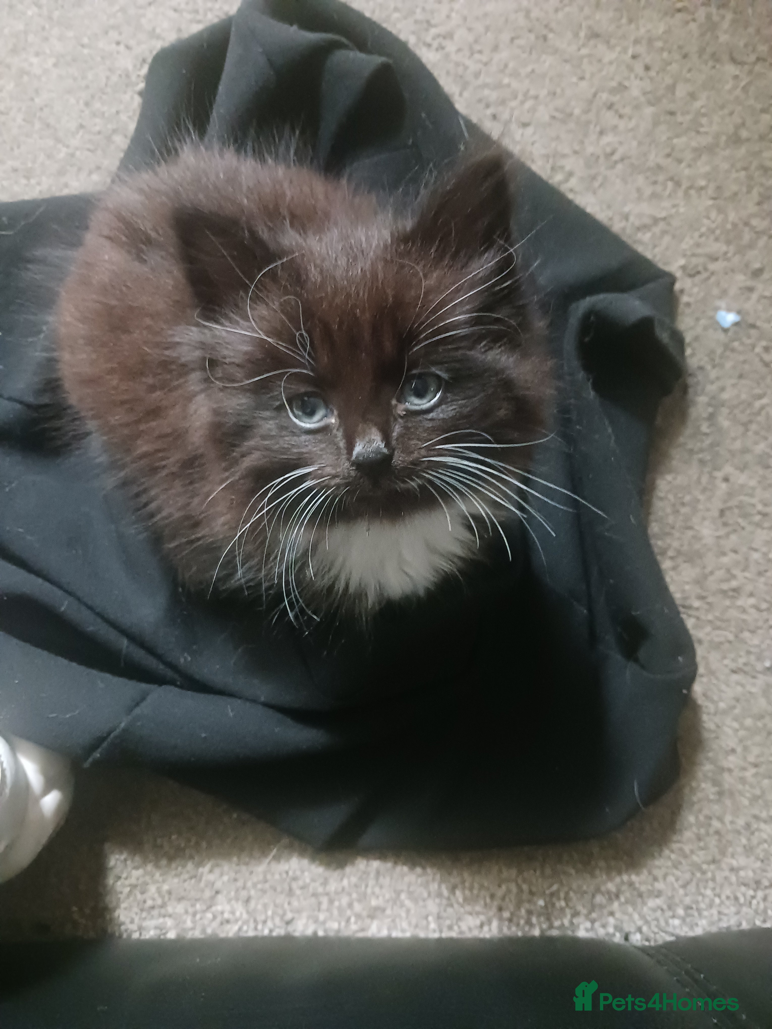 British Shorthair cats 3 black and white kittens  - Advert 15