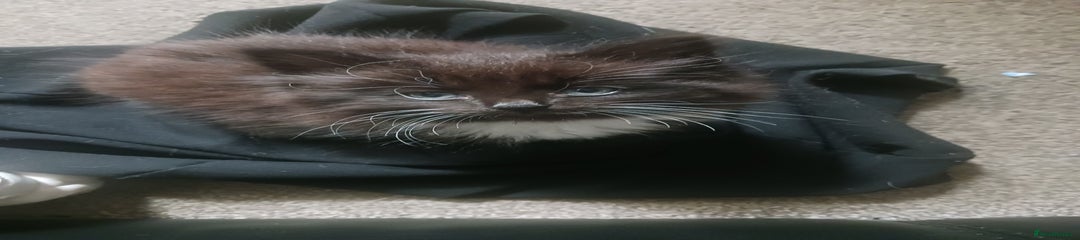  Kitten 3