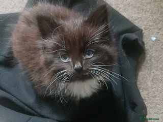 British Shorthair cats - Advert 8