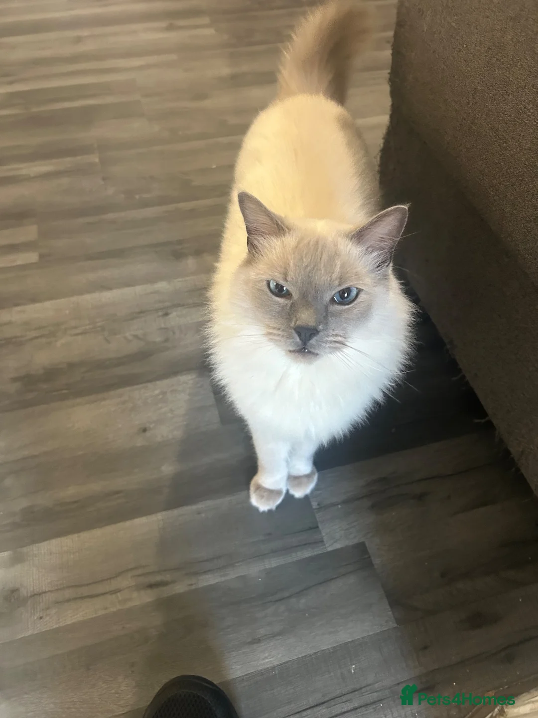 Ragdoll cats for sale: BEAUTIFUL RAGDOLL MALE 2 YEARS  in Derby - Advert 2
