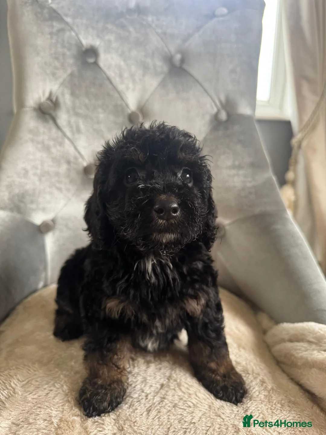 Cockapoo dogs for sale: F1 cockapoo puppies  - Advert 3