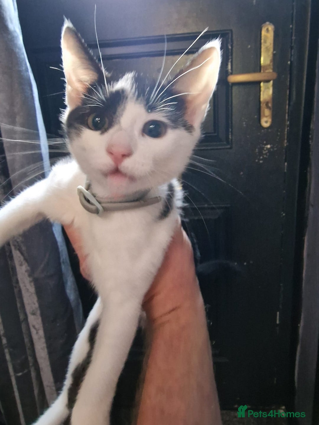 Mixed Breed cats for sale: Bengal x Domestic short hair Kittens - Image 15