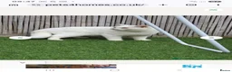 British Shorthair cats for stud: 🤍 PROVEN White British Shorthair Stud Service 🤍 - Advert 9
