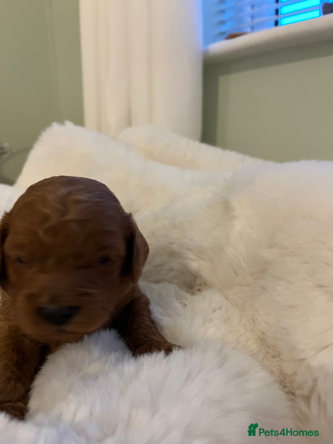 Cavapoo dogs for sale: Stunning chunky cavapoos - Advert 8