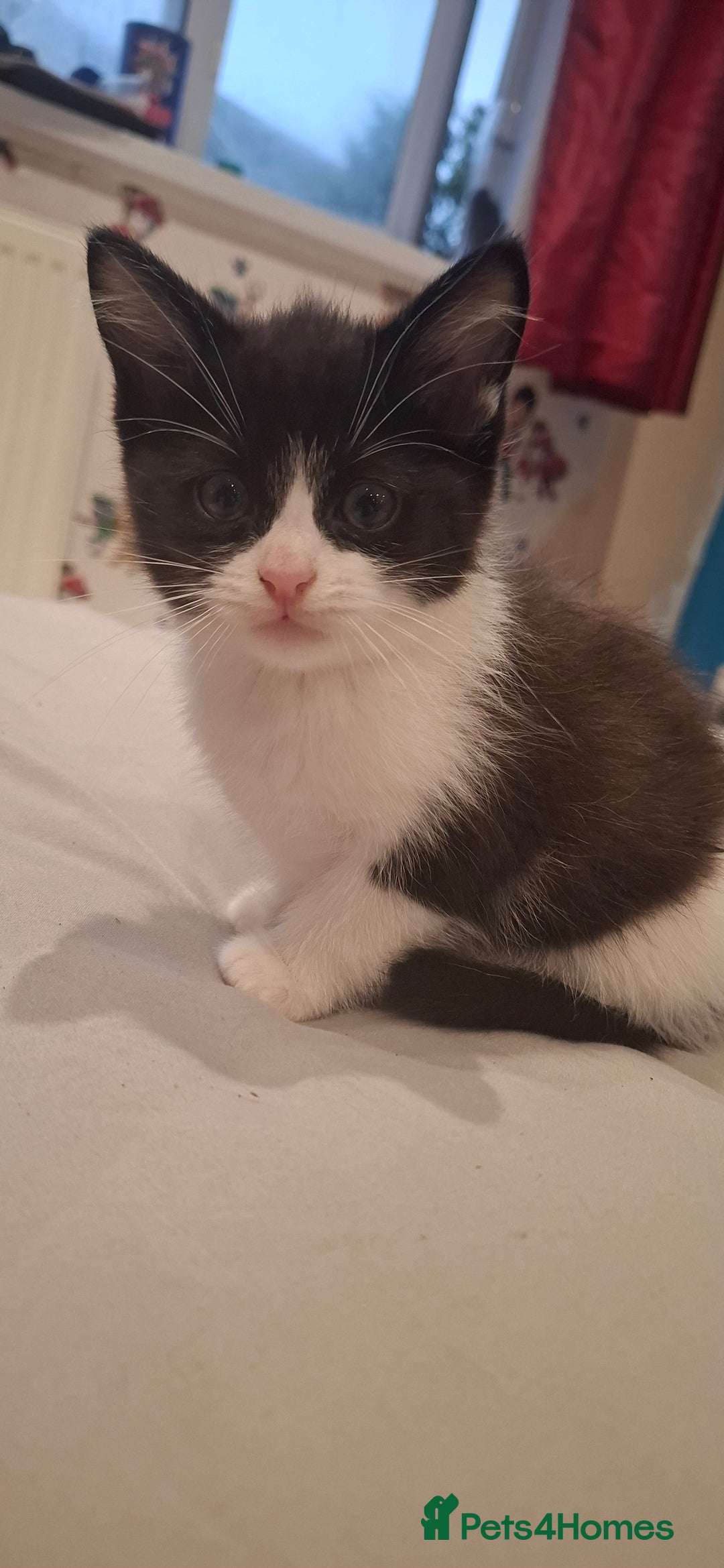 Ragdoll cats for sale: Ragdoll cross kittens  - Image 2