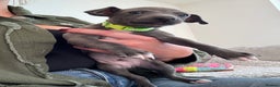 Italian Greyhound dogs for sale: KC registered blue Italian greyhounds for sale - Advert 7