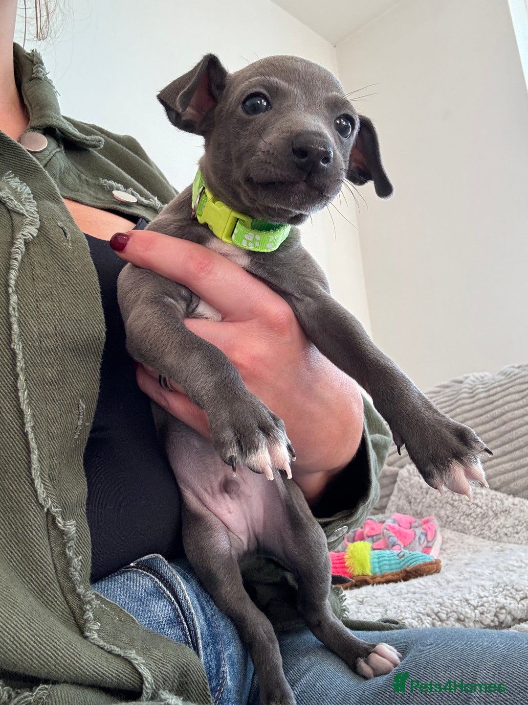 Italian Greyhound dogs for sale: KC registered blue Italian greyhounds for sale - Advert 7