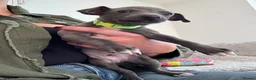 Italian Greyhound dogs for sale: KC registered blue Italian greyhounds for sale - Advert 7