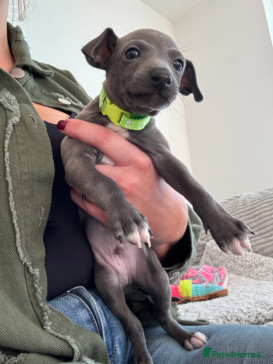 Italian Greyhound dogs for sale: KC registered blue Italian greyhounds for sale - Advert 7