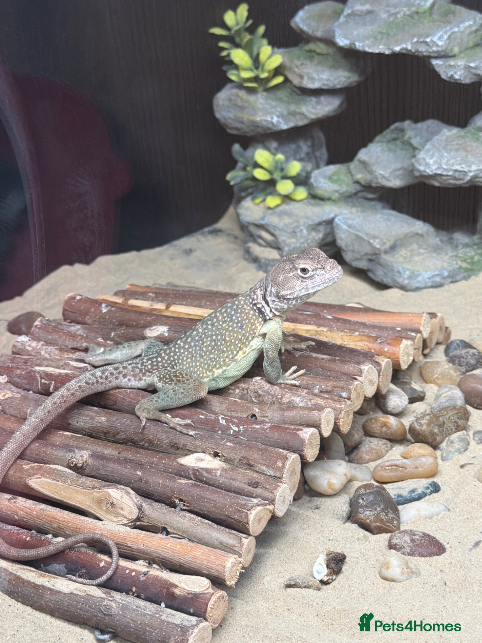 Lizard reptiles Male eastern collared lizard crotaphytus collaris  - Advert 6