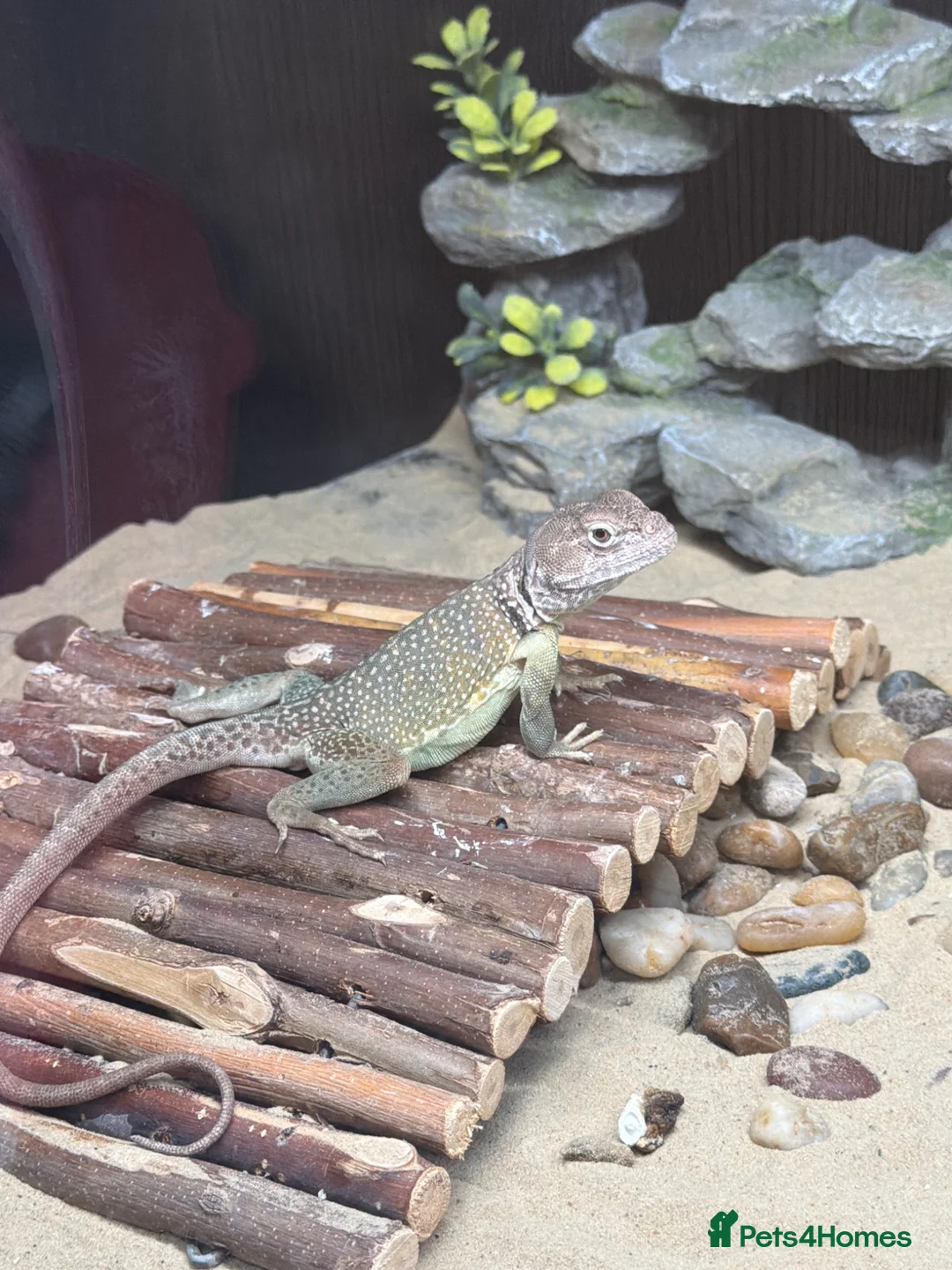Lizard reptiles for sale: Male eastern collared lizard crotaphytus collaris  in Aberdeen - Advert 1