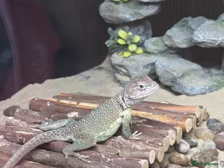 Lizard reptiles Male eastern collared lizard crotaphytus collaris - Advert 6