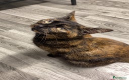 Domestic Shorthair cats for sale: 4 adorable kittens.  - Advert 1