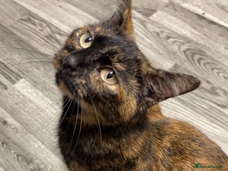 Domestic Shorthair cats 4 adorable kittens. - Advert 1