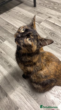 Domestic Shorthair cats 4 adorable kittens. - Advert 2