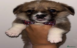 Welsh Corgi Pembroke dogs for sale: Welsh Pembroke corgis  - Image 17