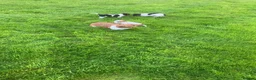 Jack Russell dogs for sale: Jack Russell Puppies in Omagh - Advert 2