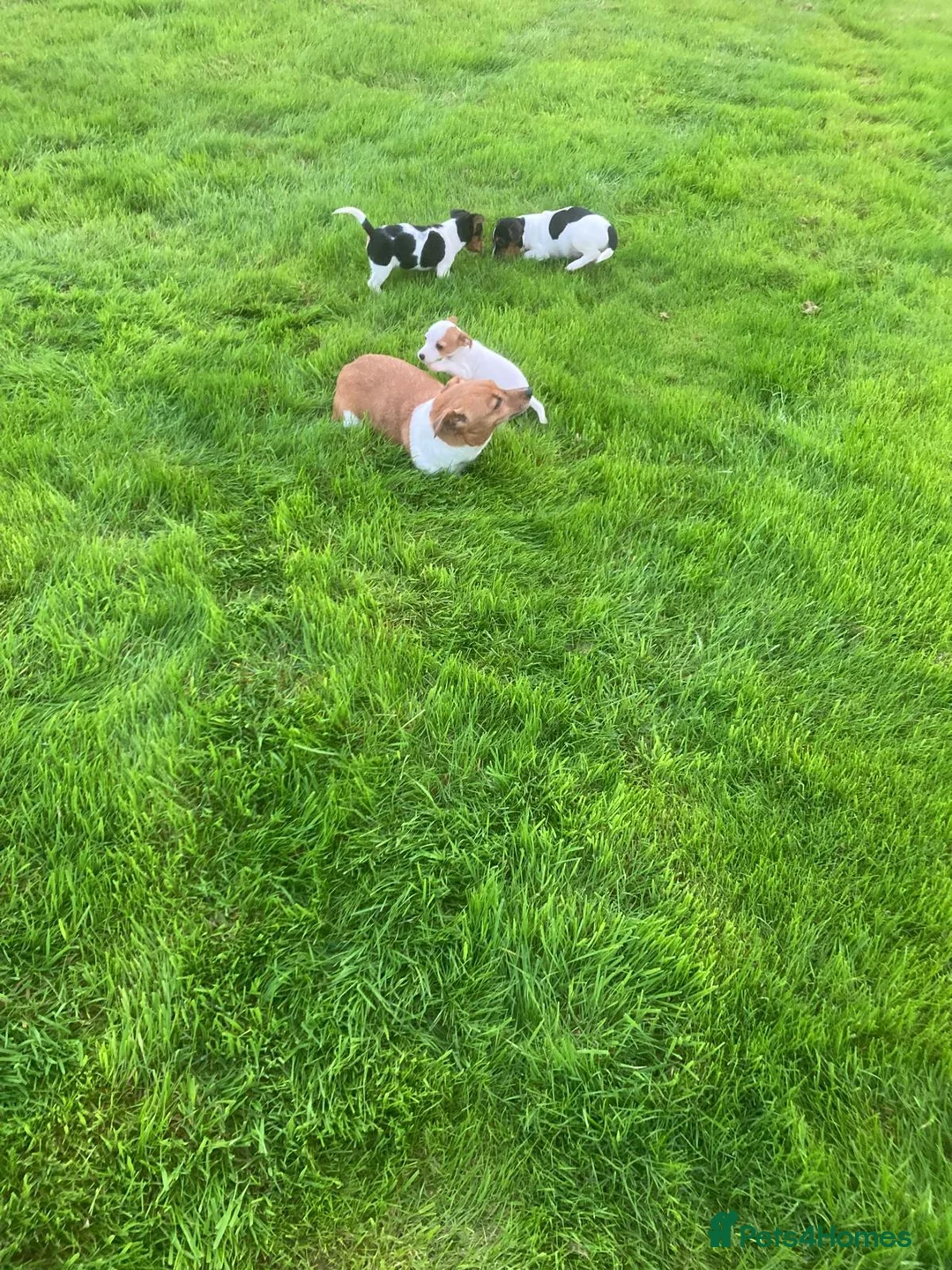 Jack Russell dogs for sale: Jack Russell Puppies in Omagh - Advert 2