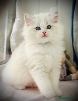 Ragdoll cats DNA Tested Charming Ragdoll Kittens - Advert 13