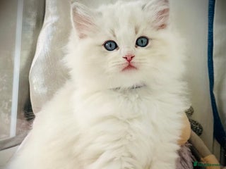 Ragdoll cats DNA Tested Charming Ragdoll Kittens - Advert 2