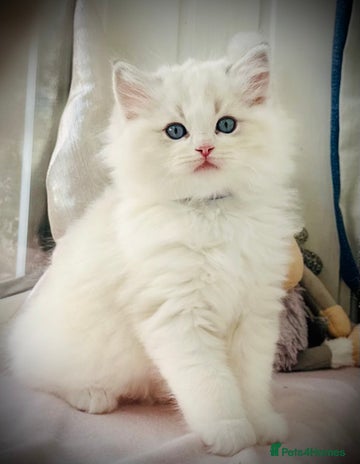 Ragdoll cats DNA Tested Charming Ragdoll Kittens - Advert 16
