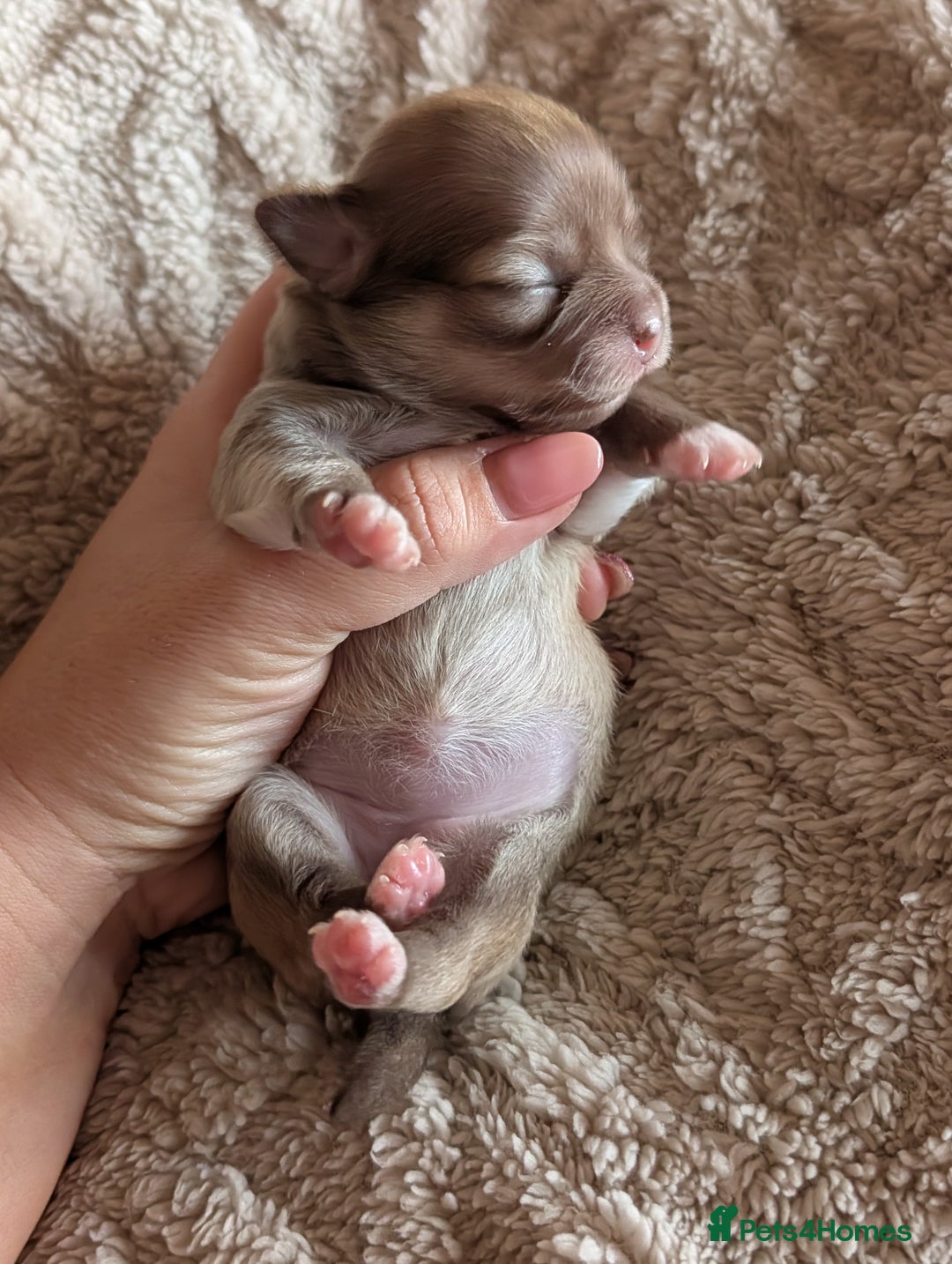 Chihuahua dogs for sale: Gorgeous Chihuahuas looking for their forever home - Advert 17