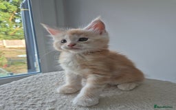 Maine Coon cats for sale: TICA - Maine Coon – 5 Boys Looking for Loving Home - Image 15