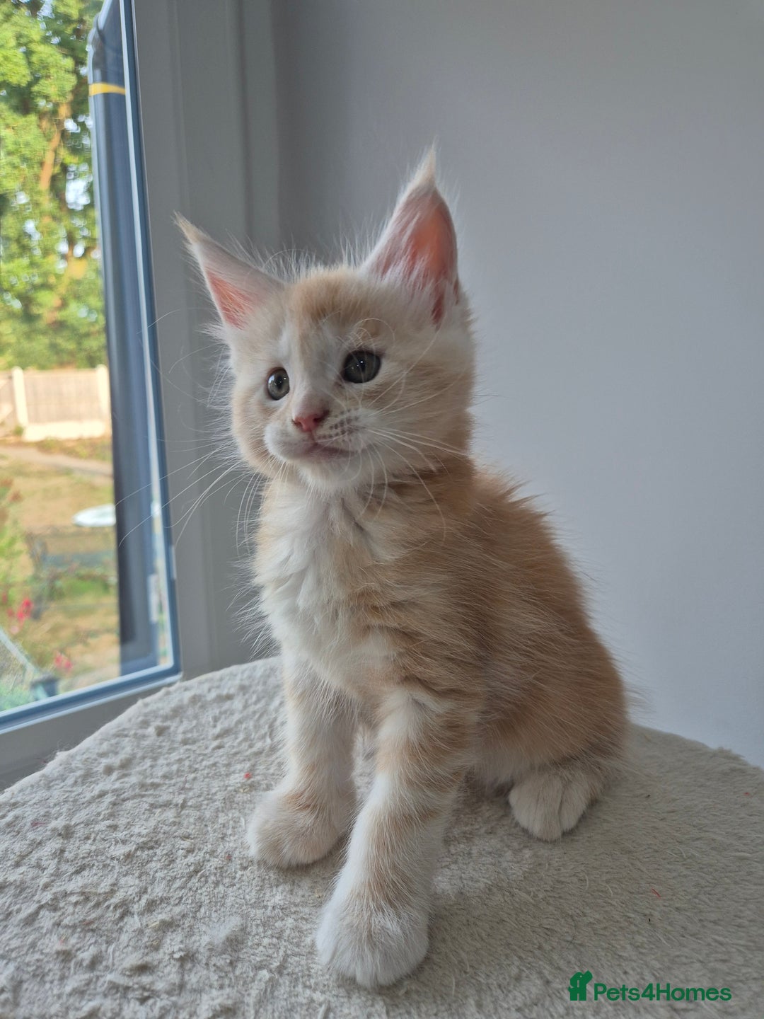 Maine Coon cats for sale: TICA - Maine Coon – 5 Boys Looking for Loving Home - Image 15