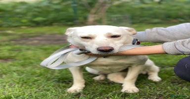 Mixed Breed dogs - Advert 9