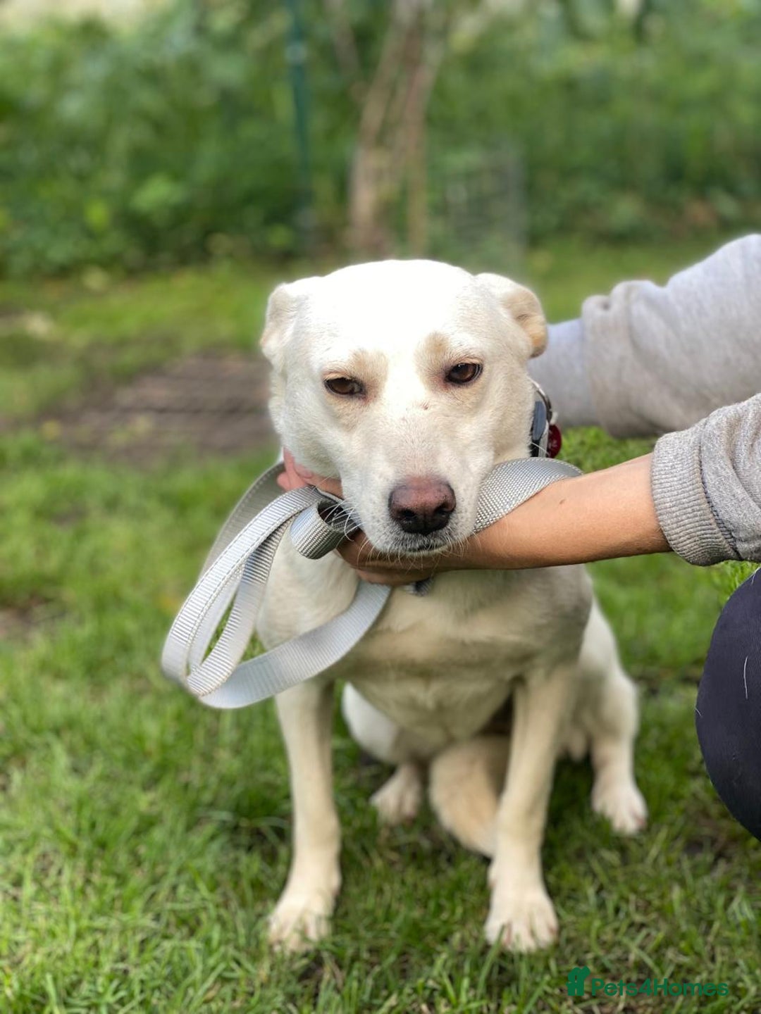 Mixed Breed dogs for adoption: 💖🐶 BILOCHKA 🐶💖 - Image 3