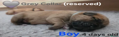 Grey Collar - reserved 