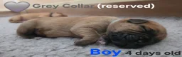 Mixed Breed dogs for sale: Stunning Dogue de Bordeaux / Mastiff puppies - Advert 14