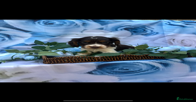 Cocker Spaniel dogs - Advert 12